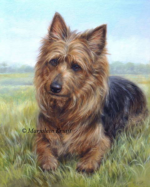 'Australian terrier', 50x40 cm, oil painting (sold)