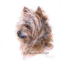 'Yorkshire terrier', miniature portrait , 10x10 cm (sold)