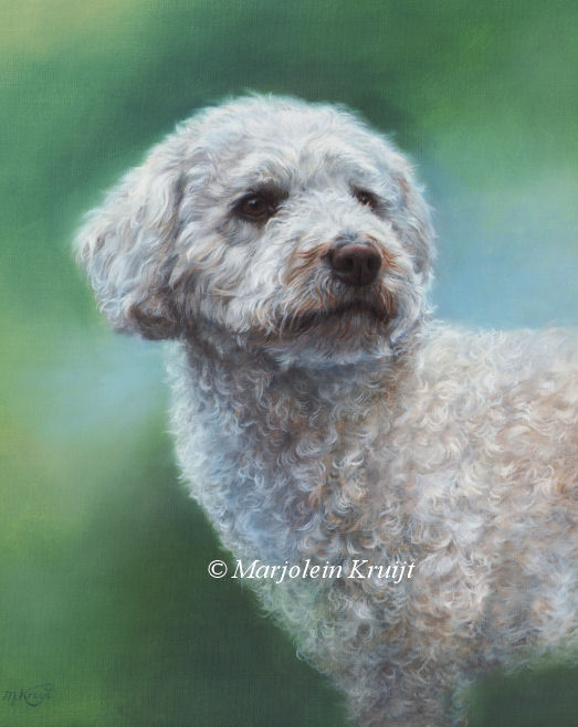 'Labradordoodle', 60x50 cm, oil painting (sold)