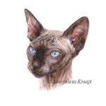 'Sphynx cat'-Rezah, 11x11cm, portrait (sold/commission)