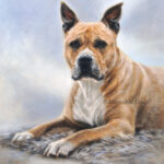 'American stafford'-Easy 60x50cm, oil painting (sold)