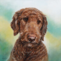 'Labradordoodle'-Pumpkin,30x30 cm, oil painting (sold)