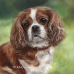 'Cavalier king charles Spaniel', 30x24 cm, oil painting (sold)