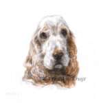 'Cocker Spaniel'-Guido, 10x10cm, portrait in acrylics (sold/commission)