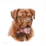 'Bordeau dog'-Caramel portraitt', 10x10 cm (sold/commission)