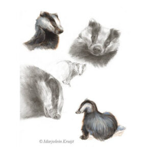 'Badgers', painting in mixed media pencil and acrylics (for sale)