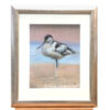 'Avocet', pastel painting (for sale)