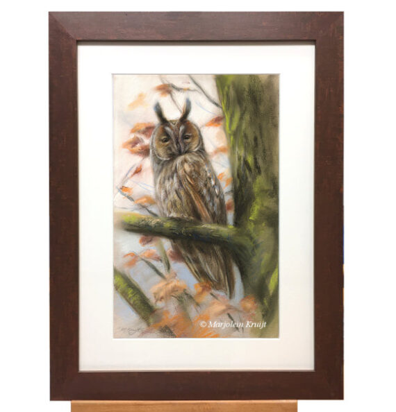 'Long eared owl', pastel painting (for sale)