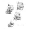 'Bear studies', pencil drawings (for sale)