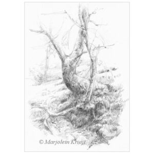 'Tree at the river', Dartmoor, 21x15 cm pencil drawing (for sale)