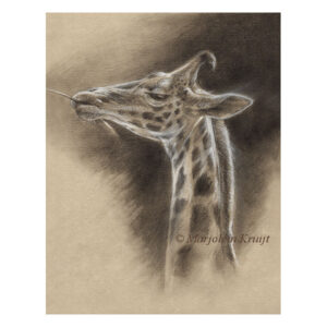 'Giraffe', drawing (for sale)