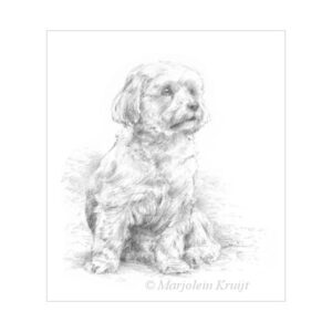 'Maltese dog', pencil drawing (for sale)