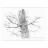 'Mystic tree,' pencil drawing (for sale)