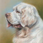 'Clumber spaniel'- Yourgo, pastel portrait painting 30x24 cm (sold/commission)