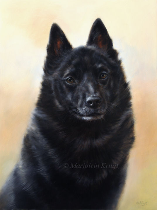 'Schipperke', painting in oil (sold/commission)
