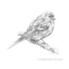 'Finch', bird drawing -for sale