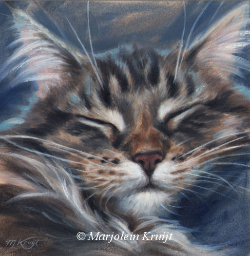 'Sleeping Maine coon', (free) painting in oil 14x14 cm (sold)