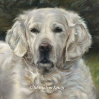 'Golden retriever'- pet portrait painting 50x50 cm close-up, (sold/commission)