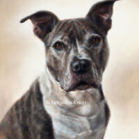 'Amerikaanse Staffordshire terrier', portrait painting 50x40 cm, (sold/comm)