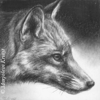 'Fox', 9x9cm, drawing on panel (for sale)