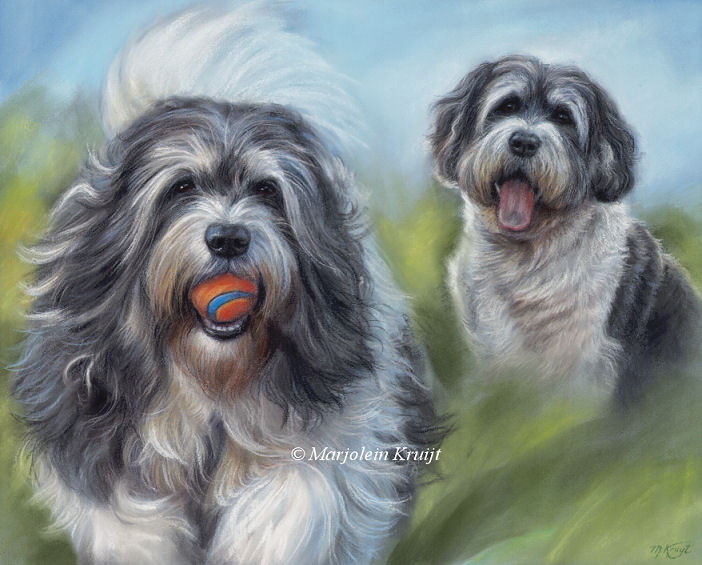 'Benji'- polski owczarek nizinny dog, 40x50cm pastel portrait painting (sold)