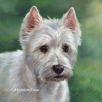 'West Highland white terrier'- Chica, 30x30 cm oil (sold)
