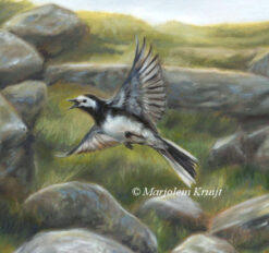 'Sunlit foxgloves'-[close-up] white wagtails on Dartmoor UK, 80x80 cm, oil on canvas (for sale)