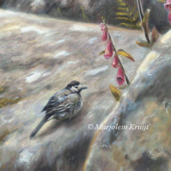 'Sunlit foxgloves'-[close-up] white wagtails on Dartmoor UK, 80x80 cm, oil on canvas (for sale)