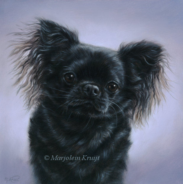 'Chihuahua'-Tim, 20x20 cm, portrait in oil (sold)