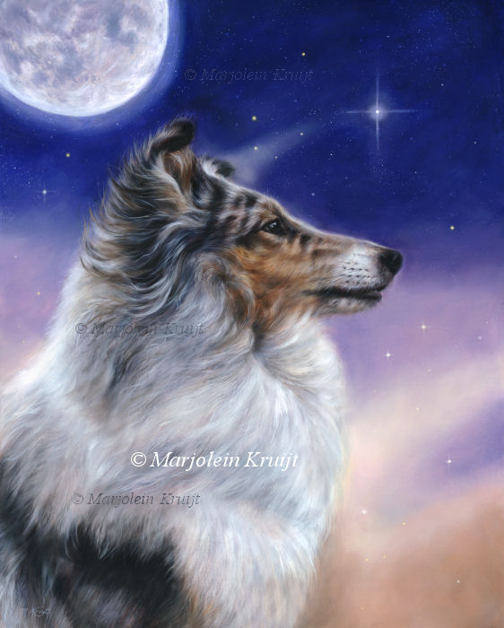 'Gift'- Sheltie sheepdog, 50x40cm, oil painting (sold)