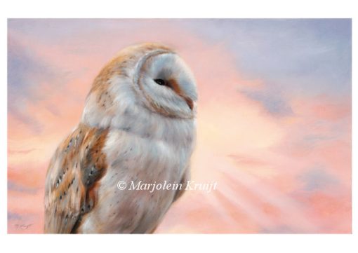 'Morning glory'- barnowl, A4 artprint (for sale)