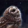 'Stargazer'- tawny owl, 14x14 cm, oil painting (for sale)