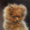 'Dwergkeeshondje pup', 13x13 cm, acryl, (te koop)