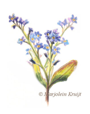 Vergeet-mij-nietjes, illustratie opdracht