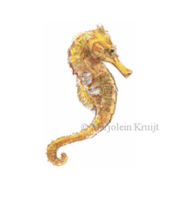 seehorse, illustration (for sale)