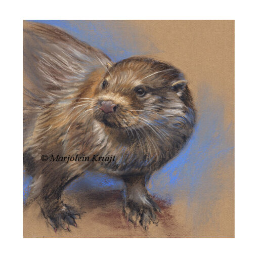 Otter, Europees, pastel tekening (te koop)
