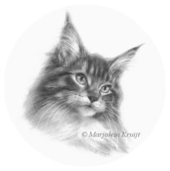 'Pretty' -maine coon kitten, ⌀16cm, pencil drawing incl. mat 22x22 cm (for sale)