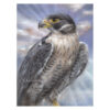 Peregrine Falcon, 15x20 cm, oil paint, (for sale)