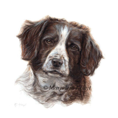'Hayley'-Springer spaniel, dog portrait in acrylic on paper (sold)