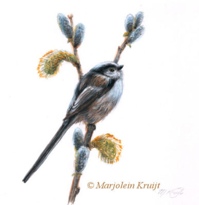 Long-tailed tit, illustration assignment Long-tailed tit, illustration (commissioned)