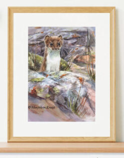 'Ermine ', watercolor [for sale]