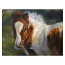 'Shetland pony foal', painting 18x24cm [for sale]