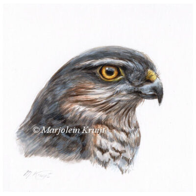 'Sparrowhawk', commissioned bird illustration