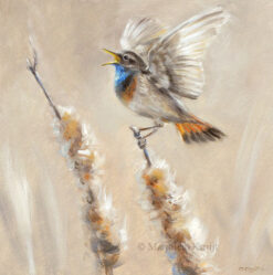 'Singing bluethroat (Luscinia svecica)', 20x20 cm, bird art - oil painting (for sale)