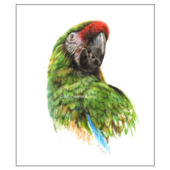 Cheeky-'great grean maccaw', watercolor painting (for sale)