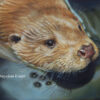 'Swimming Otter', oil painting 30x40 cm (for sale)
