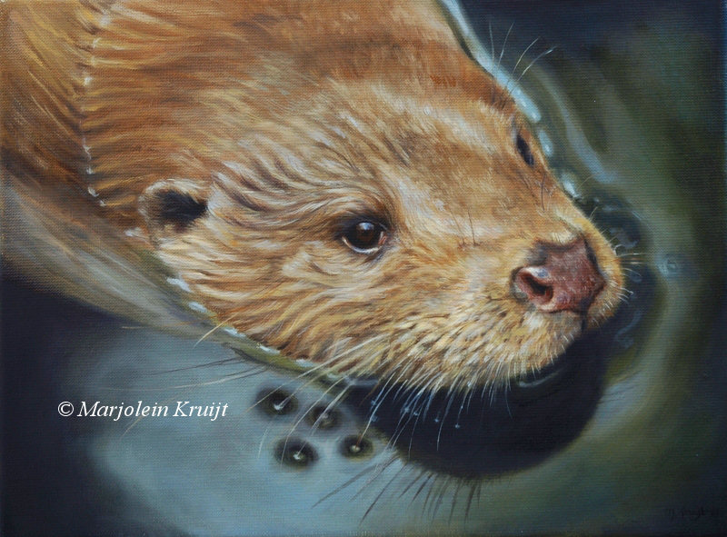 'Swimming Otter', oil painting 30x40 cm (for sale)