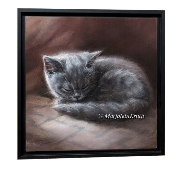 'Sleeping beauty'- European shorthair kitten, 20x20cm, oil painting (for sale)