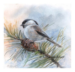 'Willow tit' - bird illustration in acrylic 10x10 cm (for sale)