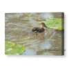 'Duckling' - young duckling with plump leaves CANVAS PRINT - art prints bird art [for sale]